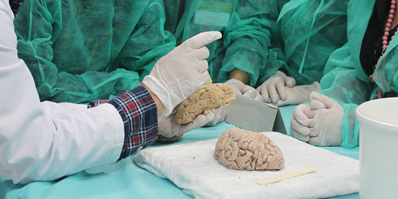 Curso de Neuroanatomía clinicoquirúrgica para enfermería
